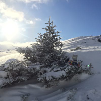 Snowshoe Anton Larsen Pass