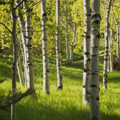 Hike the Mayfly Trail, Snowmass