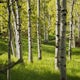 Hike the Mayfly Trail, Snowmass