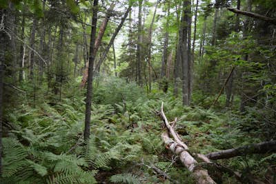 Hike the Bridle Path through the Madelyn Marx Preserve