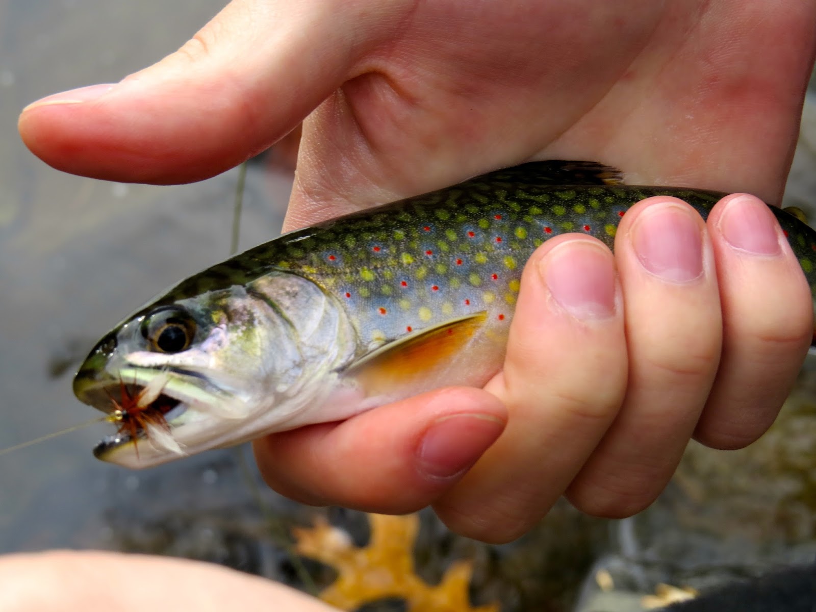 Fly Fish on the Robinson River