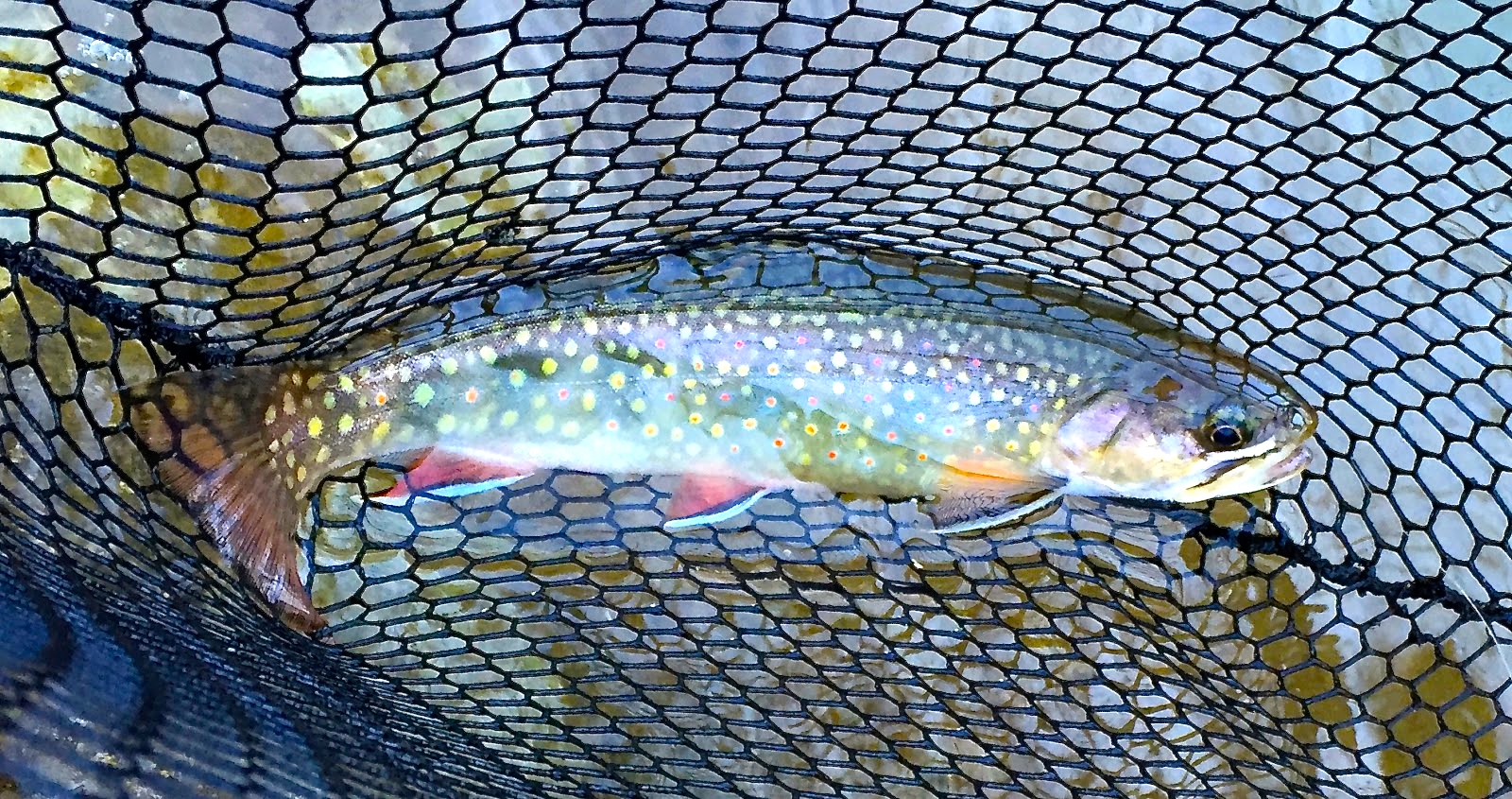 Fly Fish on the Robinson River