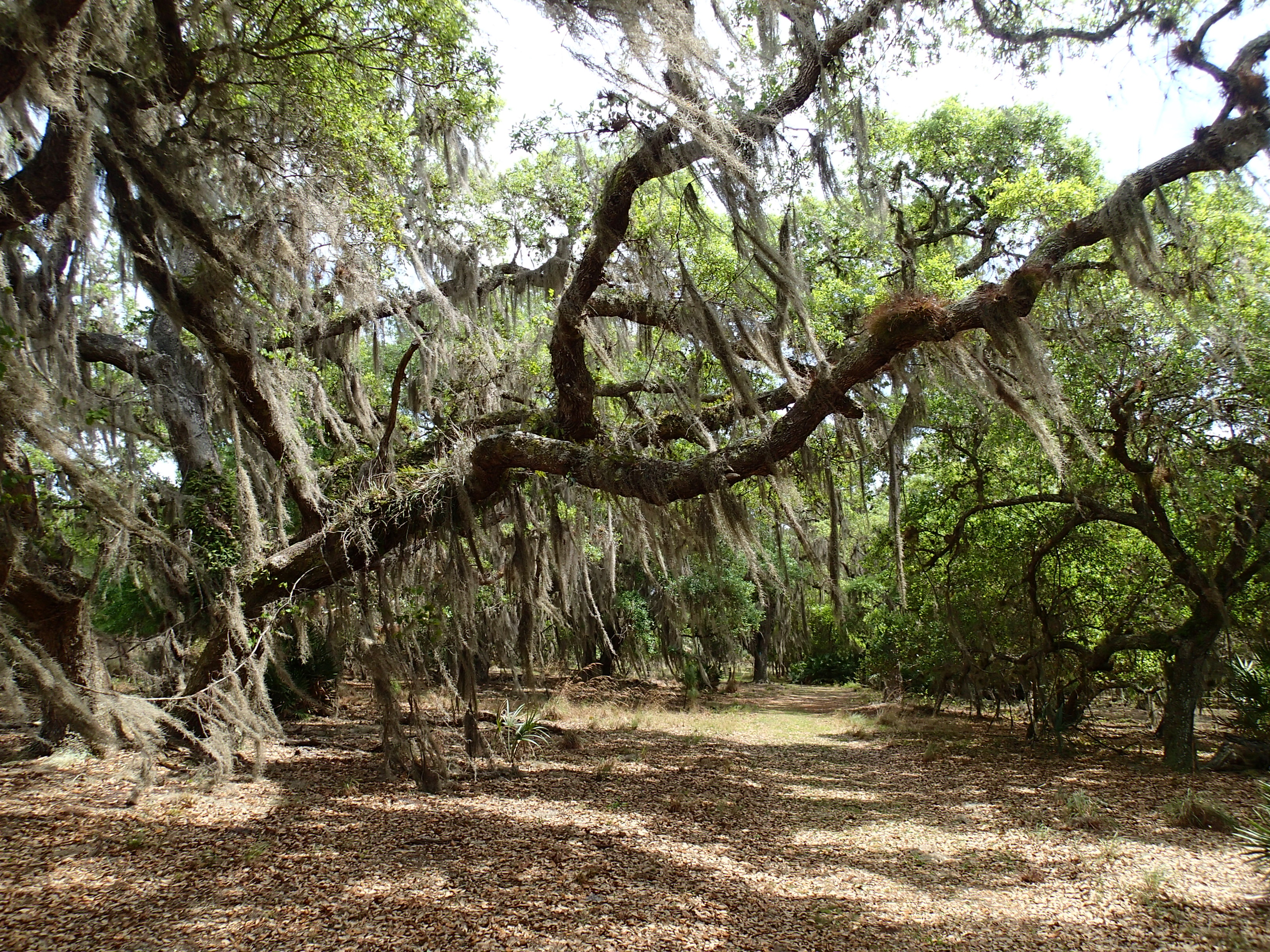Hike the Gobbler Ridge Trail