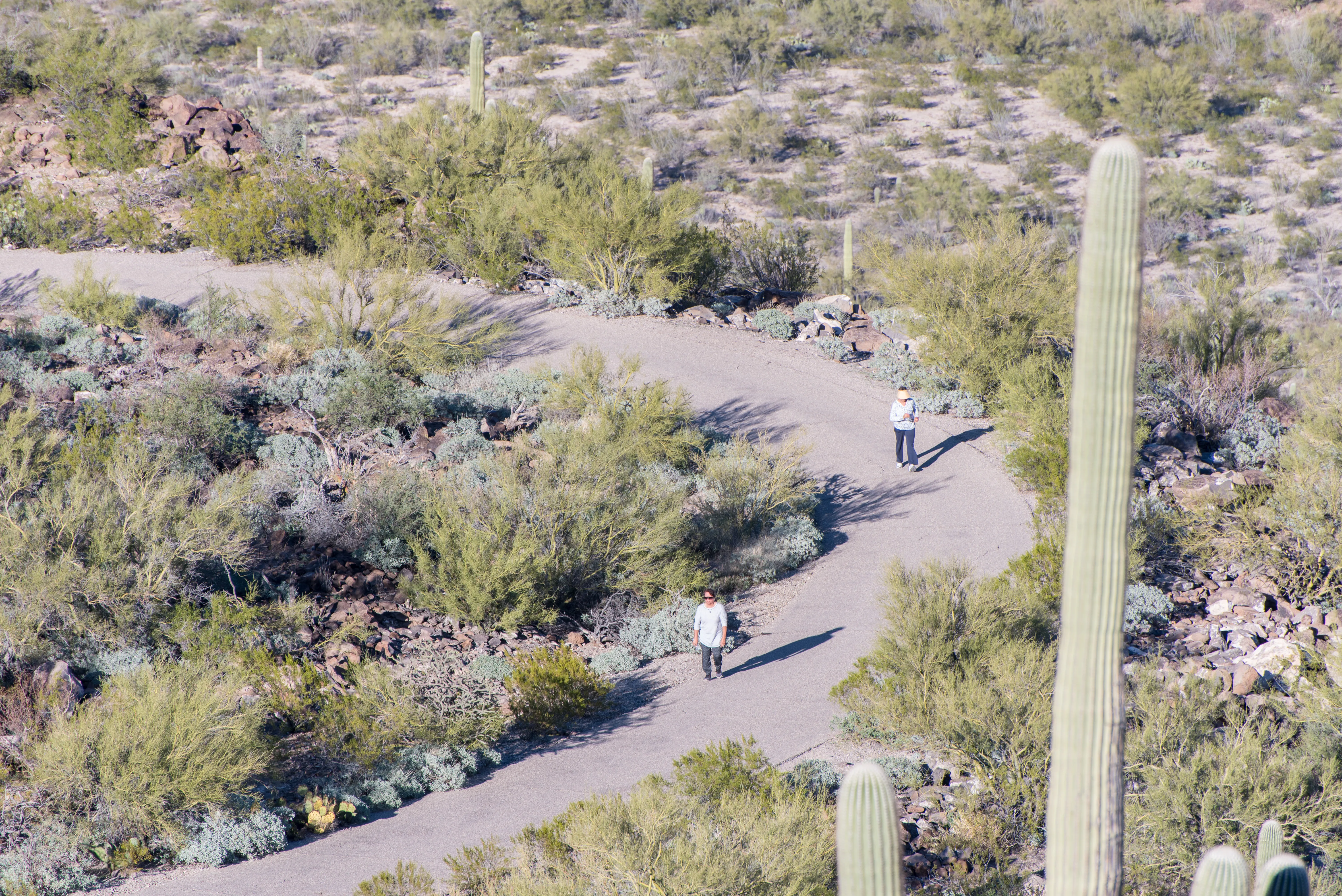 Hike Tumamoc Hill