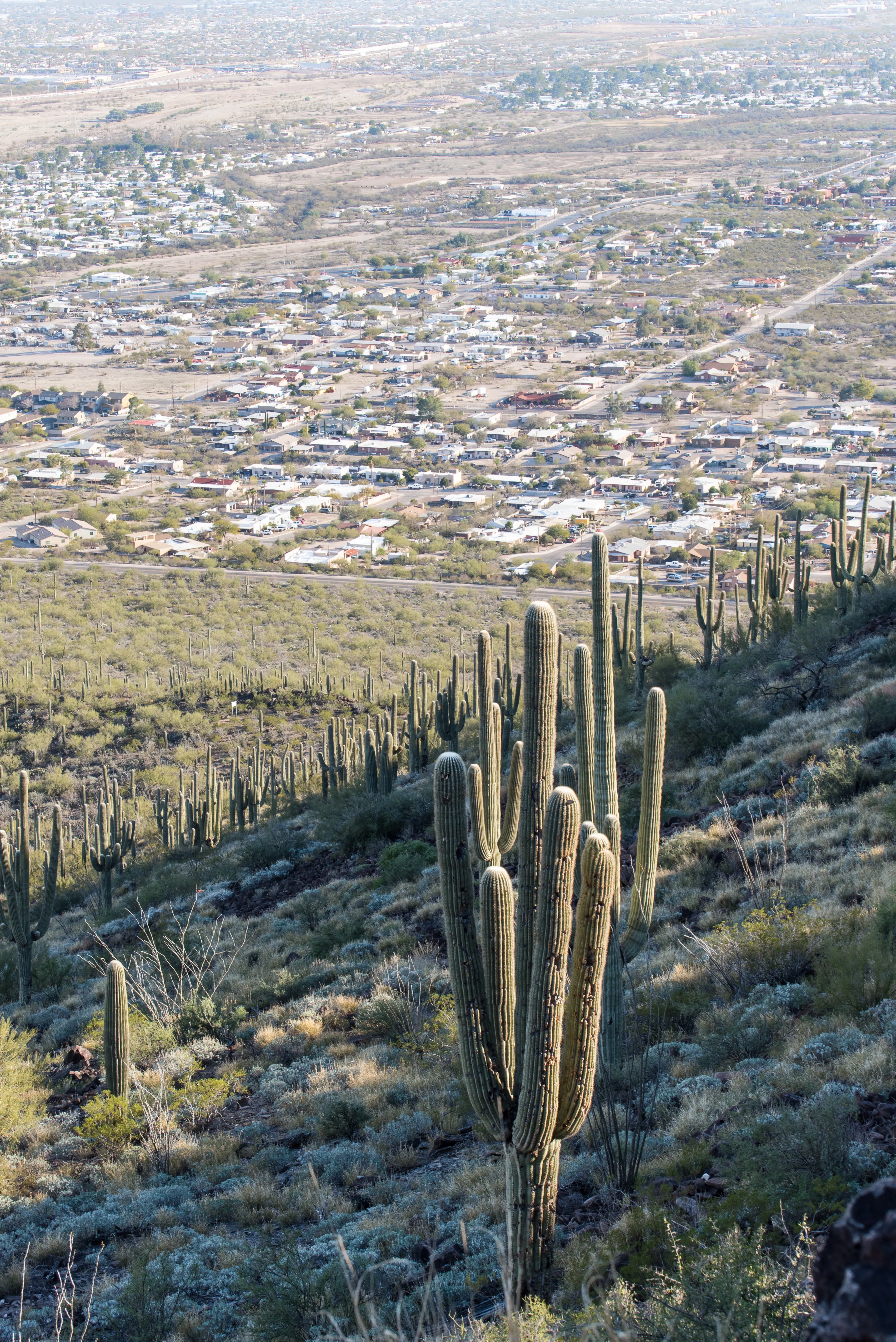 Hike Tumamoc Hill