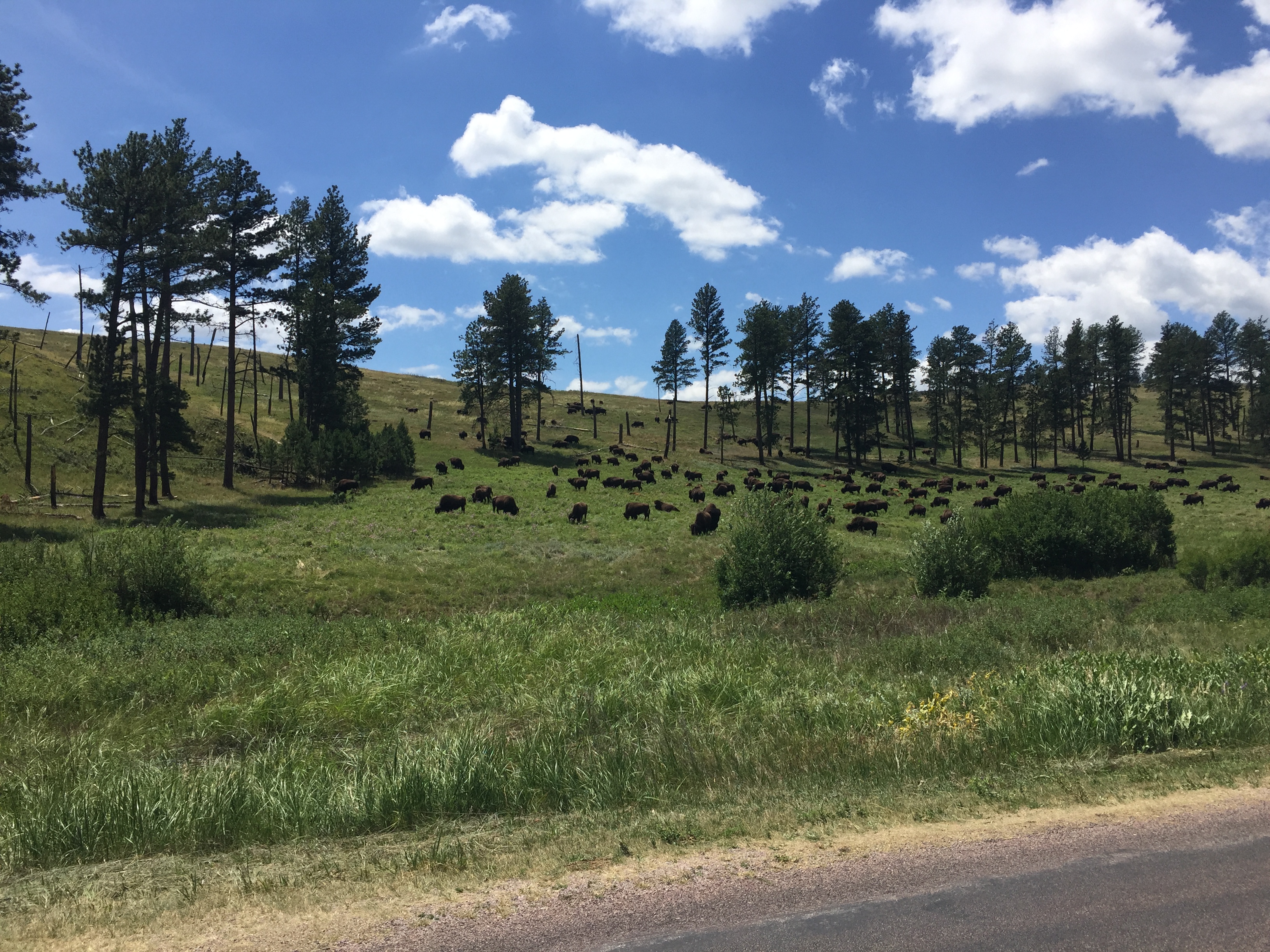 Drive the Custer State Park Wildlife Loop