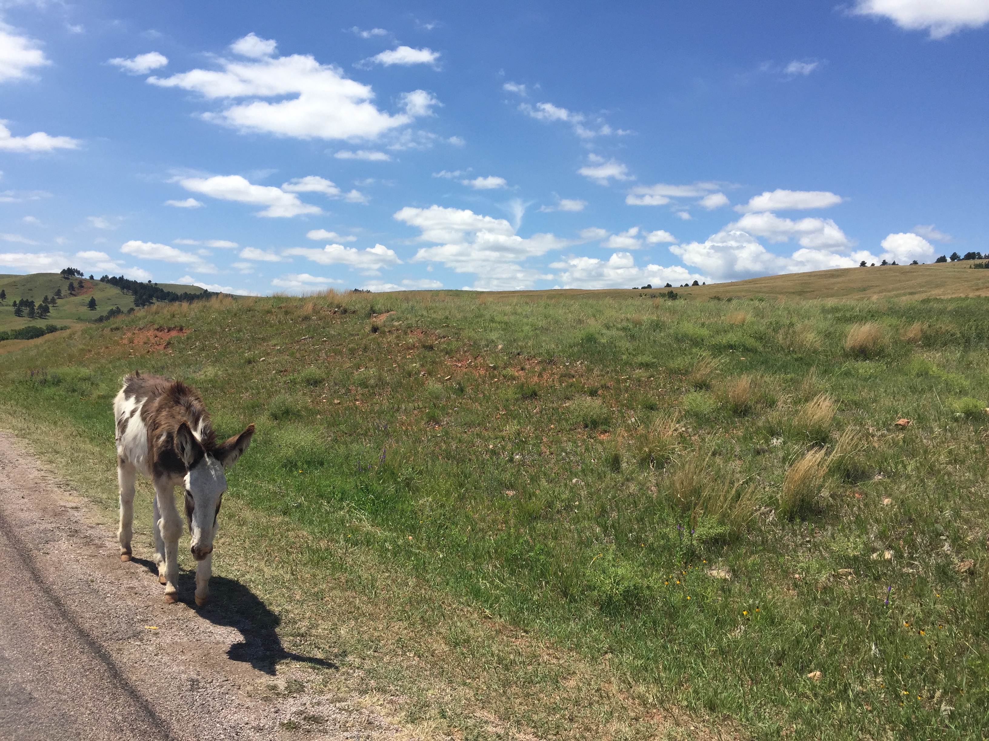 Drive the Custer State Park Wildlife Loop