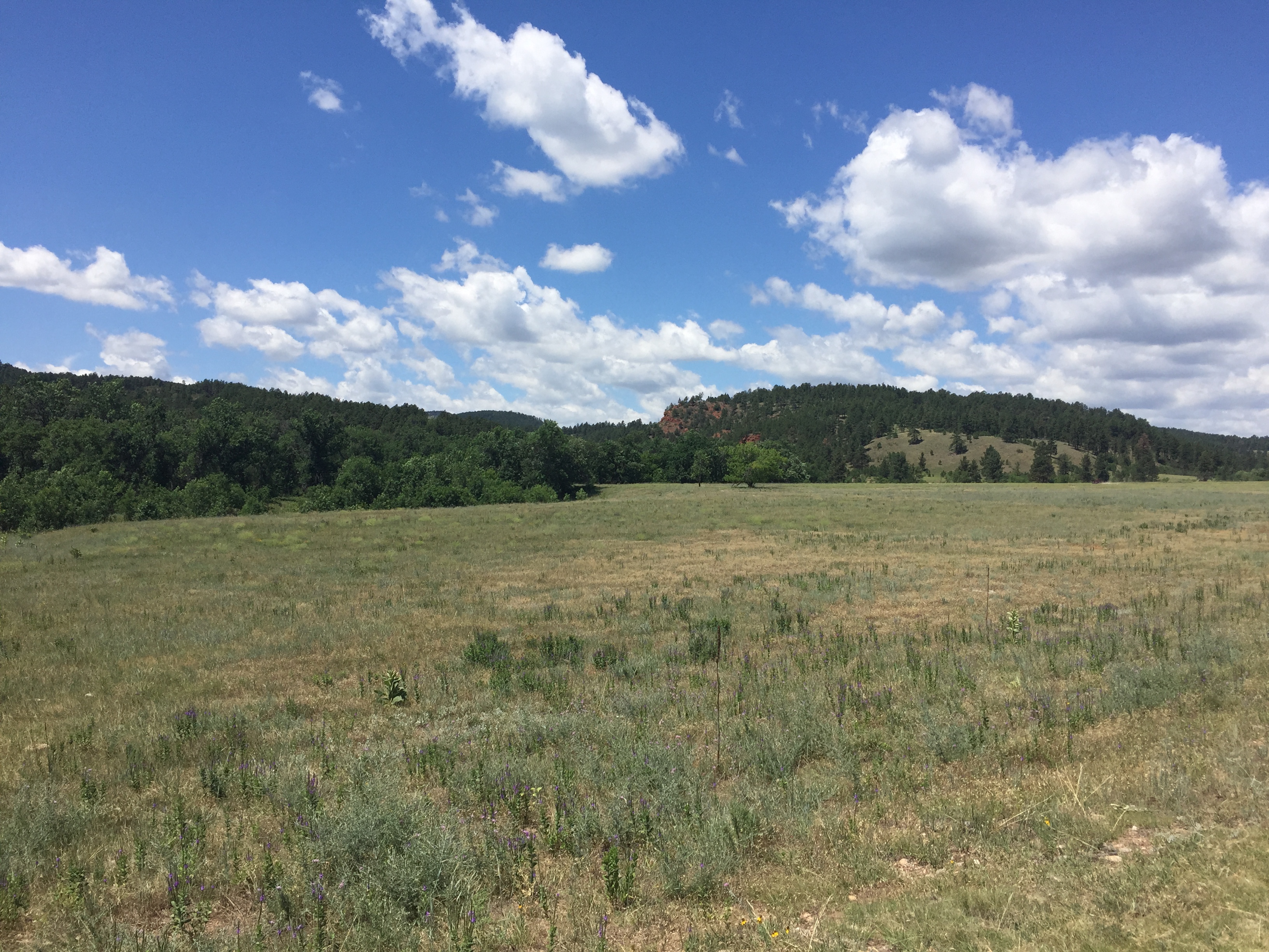 Drive the Custer State Park Wildlife Loop