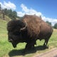 Drive the Custer State Park Wildlife Loop