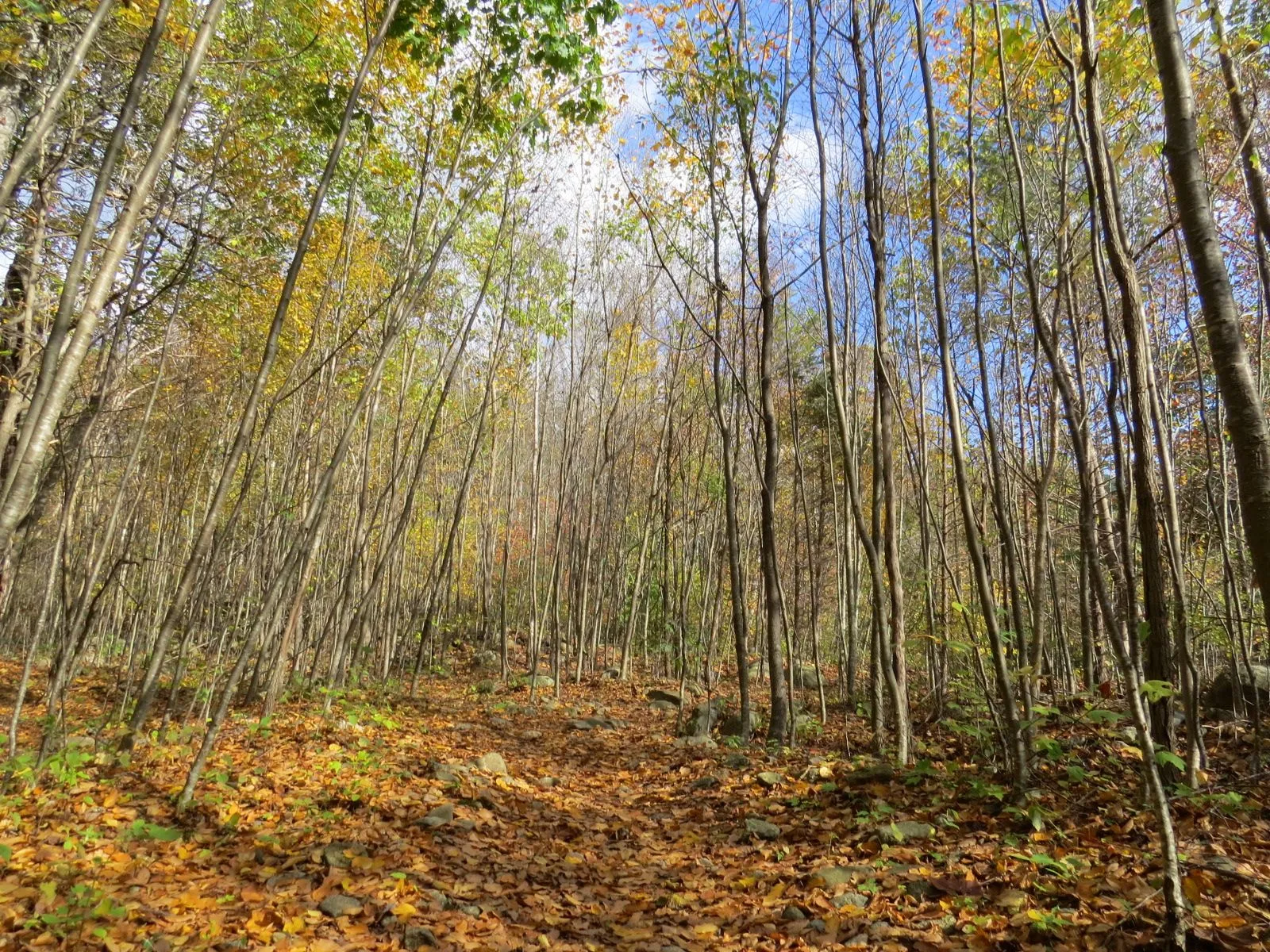 Hike Bear Church Rock via the Graves Mill Trail