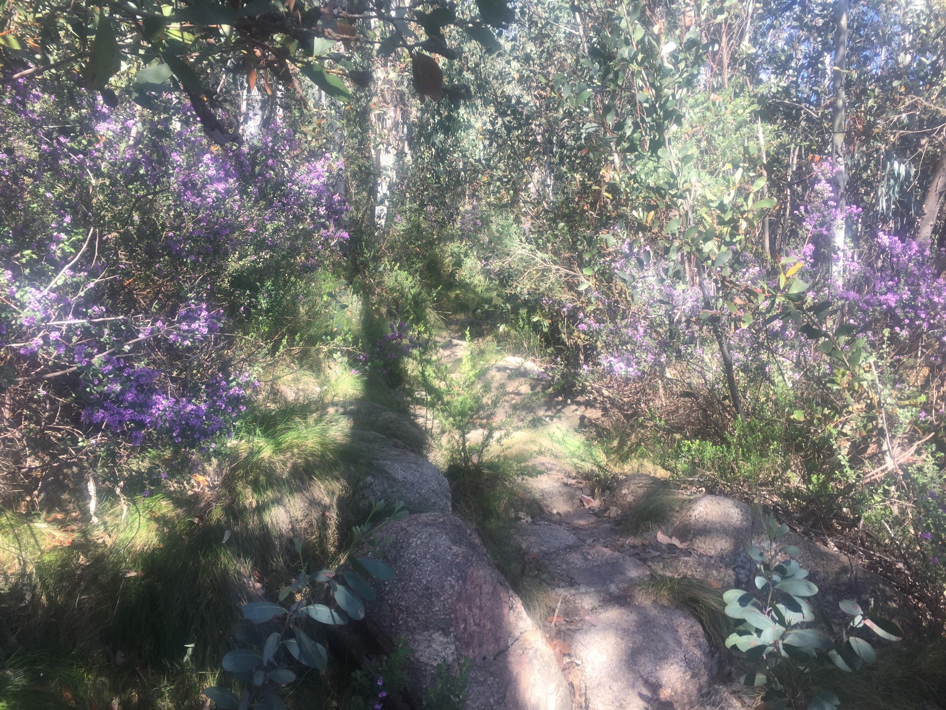 Hike Mount Buffalo 