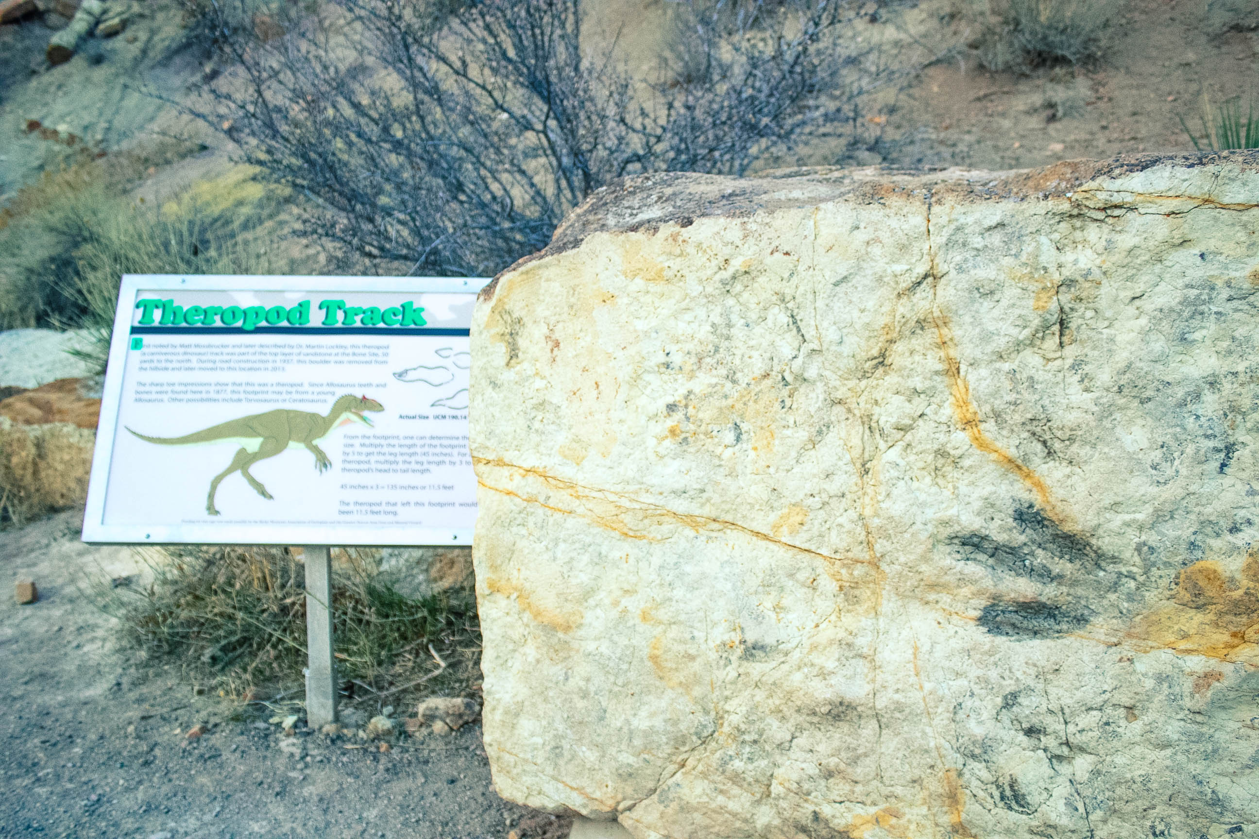 Dinosaur Ridge 
