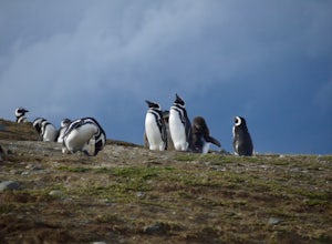March Among the Penguins in the Strait of Magellan
