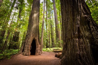 Hike through the Founder's Grove in Humboldt Redwoods State Park 