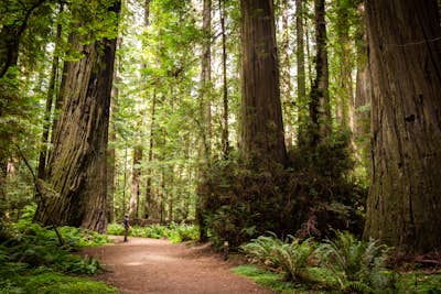 Hike through the Founder's Grove in Humboldt Redwoods State Park 
