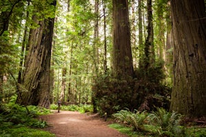 Hike through the Founder's Grove in Humboldt Redwoods State Park 