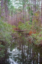 Hike the Nature Trail at Sergeant Jasper Park