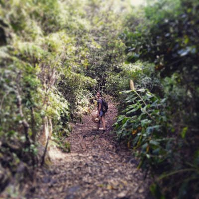 A Hike in Pico Island