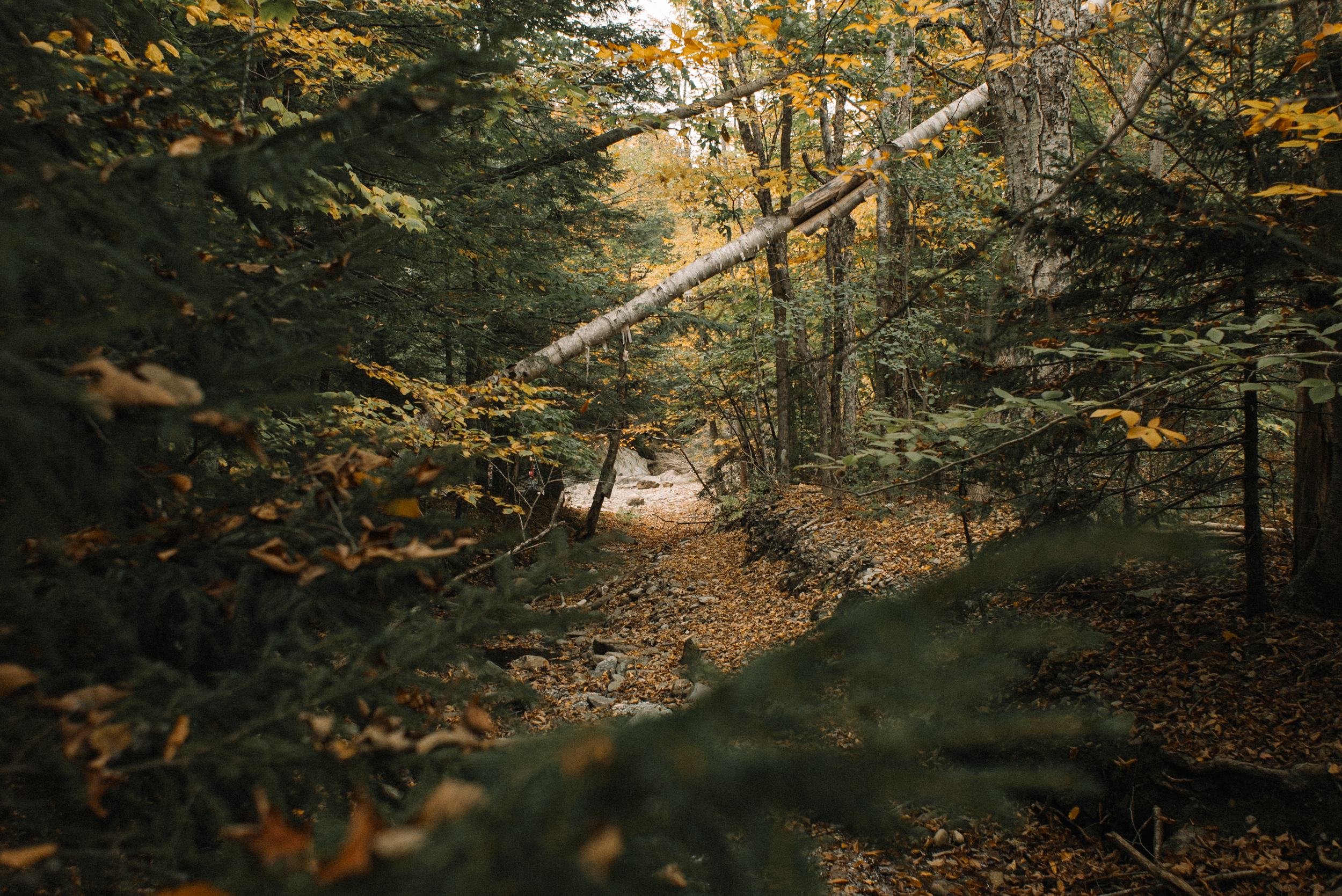 Explore Warren Falls