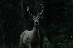 How a Trip to Montana's Backcountry Inspired a New Lifestyle 