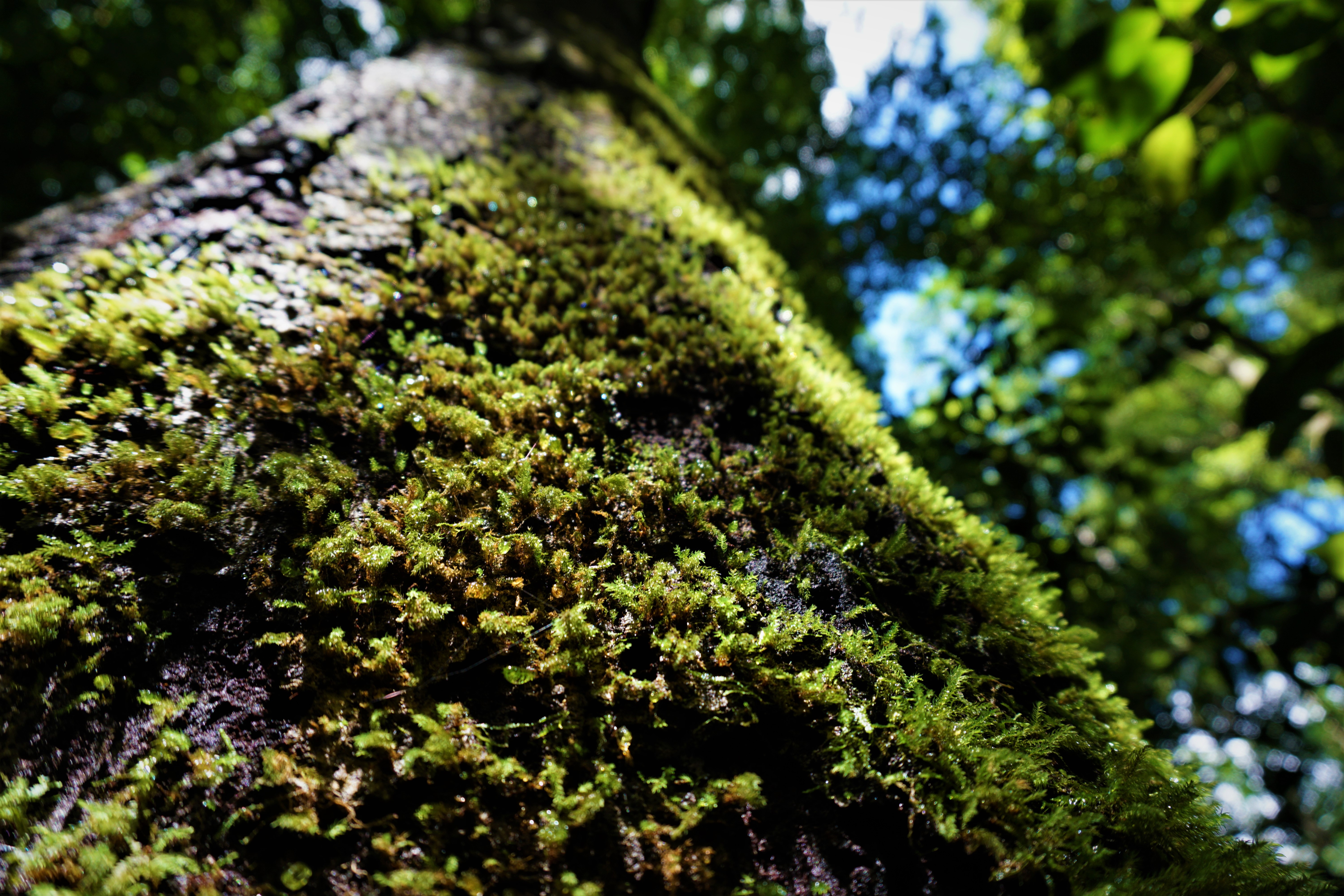 Hike the Finch Hatton Gorge