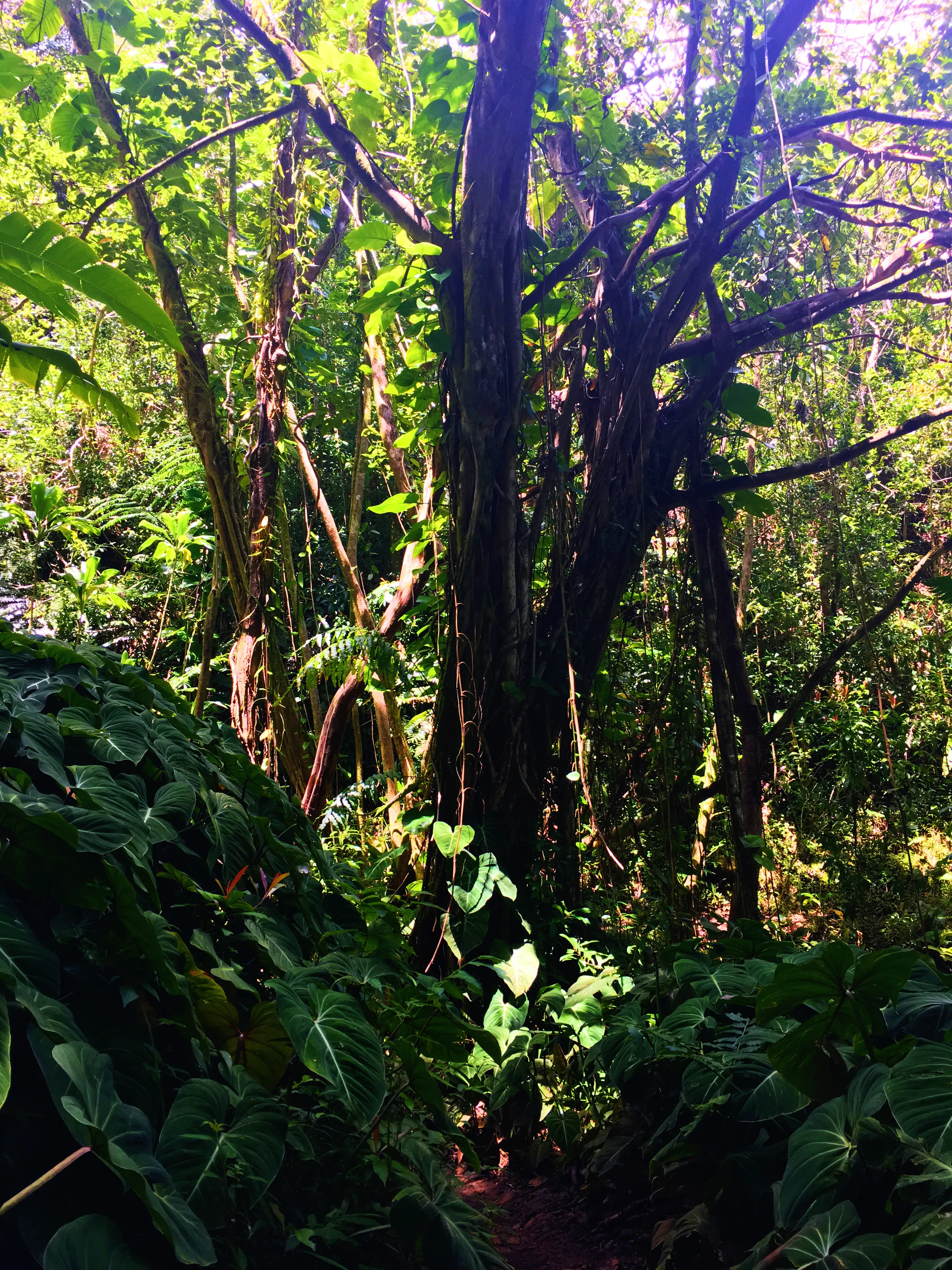 Aihualama Trail 