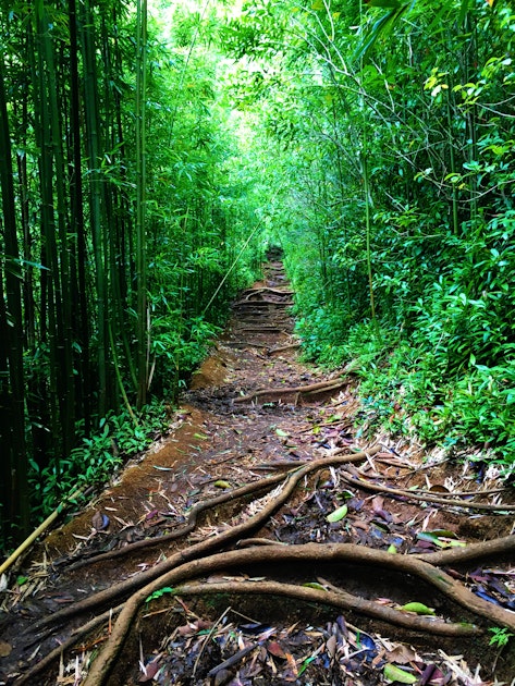 Hike the Aihualama Trail , Manoa Falls Trail