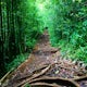 Aihualama Trail 