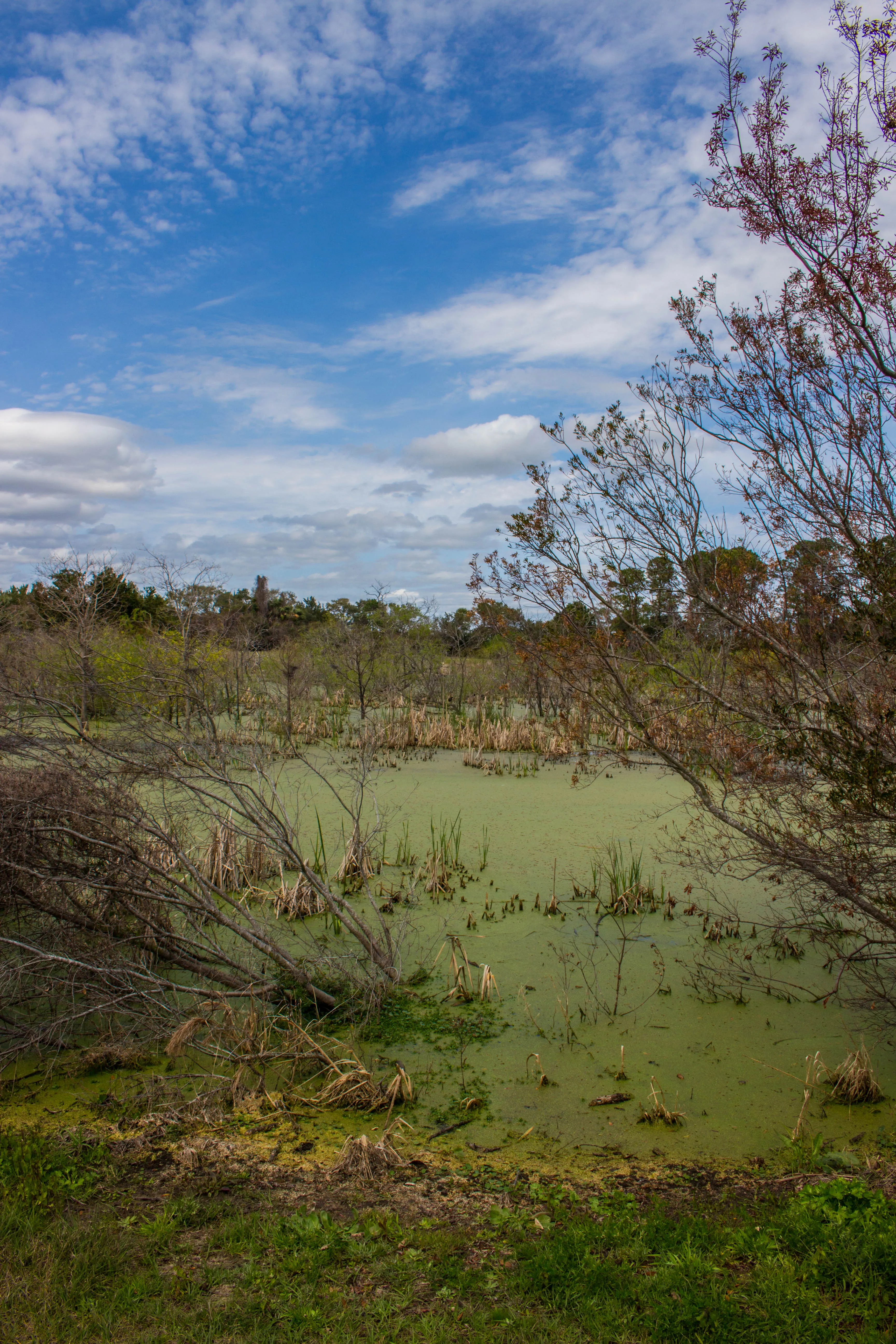 Walk the Nature Trail at the Pinckney Island Wildlife Refuge
