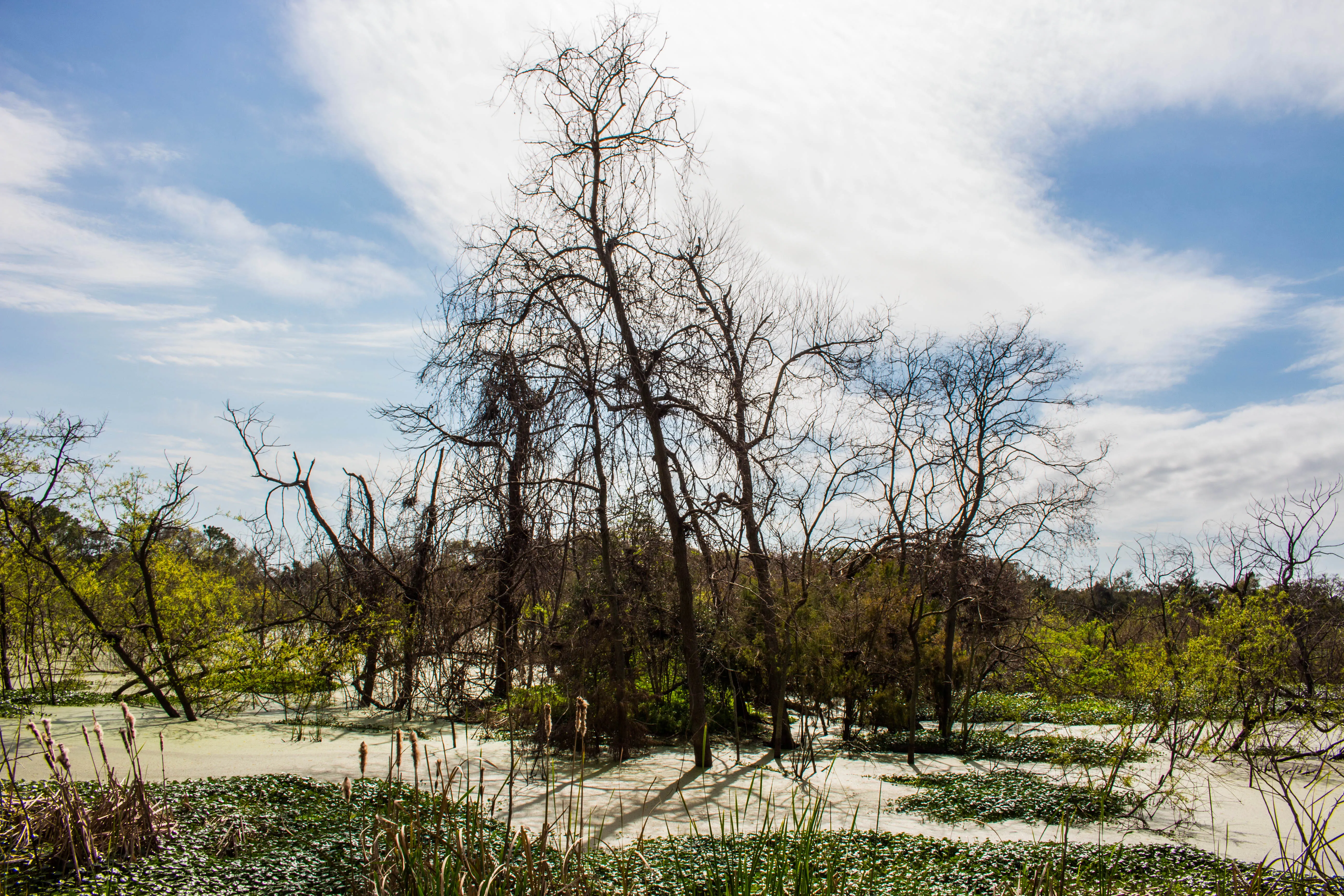Walk the Nature Trail at the Pinckney Island Wildlife Refuge
