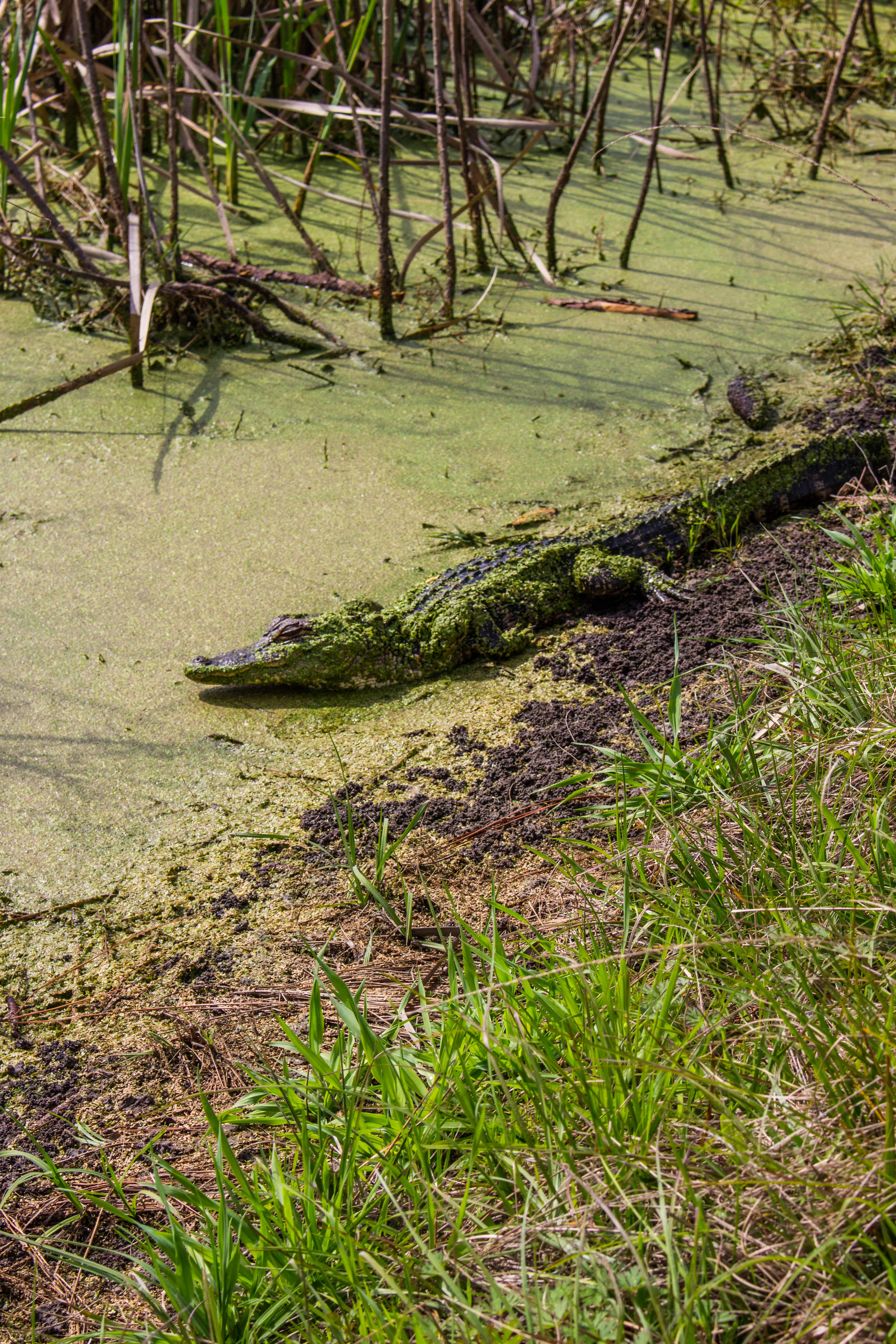 Walk the Nature Trail at the Pinckney Island Wildlife Refuge