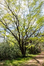 Walk the Nature Trail at the Pinckney Island Wildlife Refuge