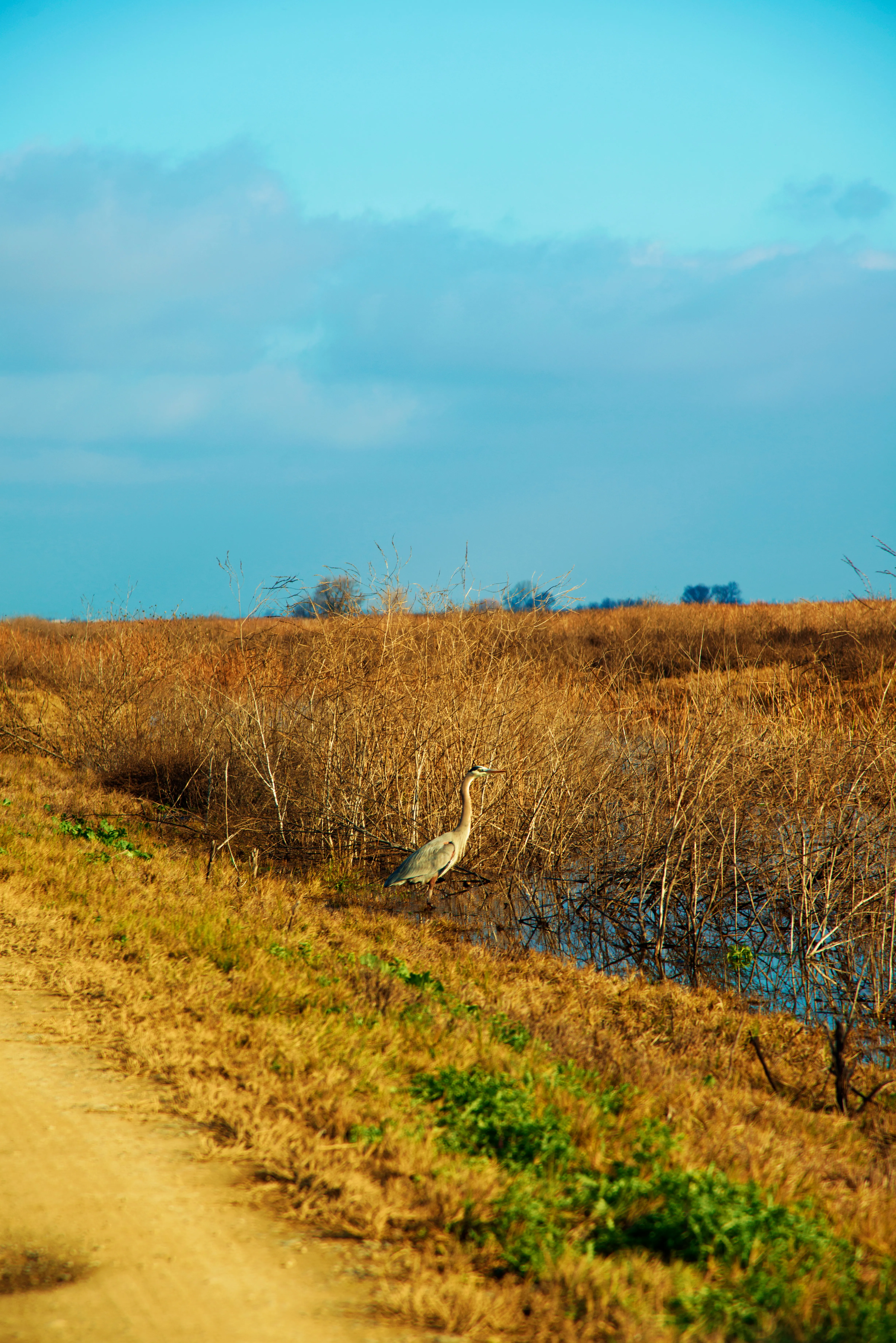 Photograph the Merced National Wildlife Refuge