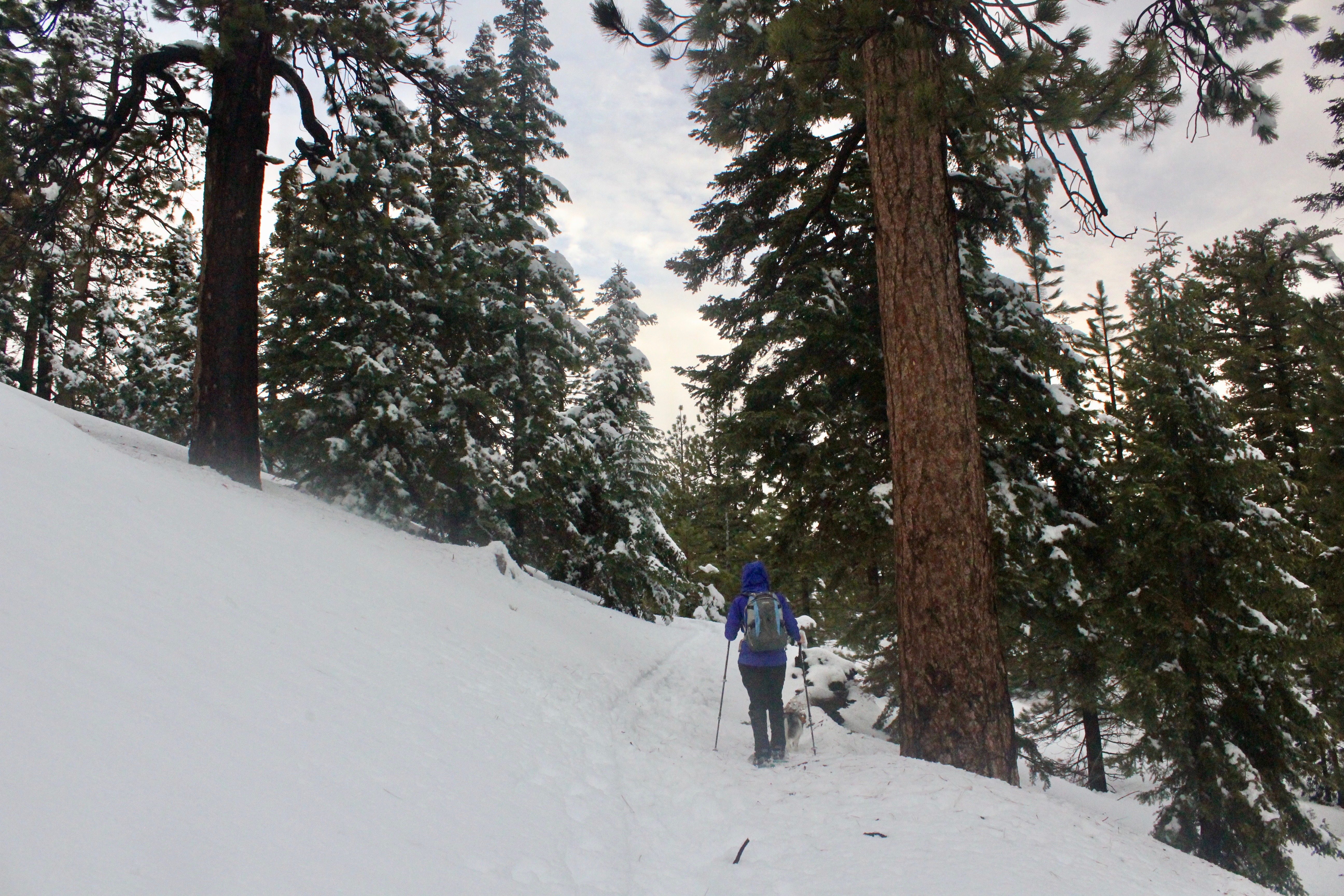 Snowshoe Buckhorn Ridge Trail