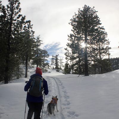 Snowshoe Buckhorn Ridge Trail