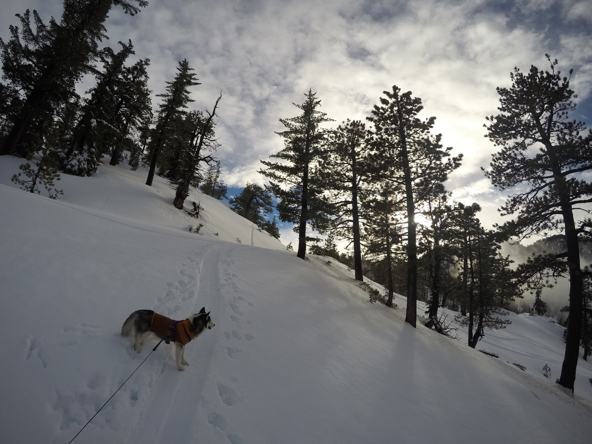 Snowshoe Buckhorn Ridge Trail