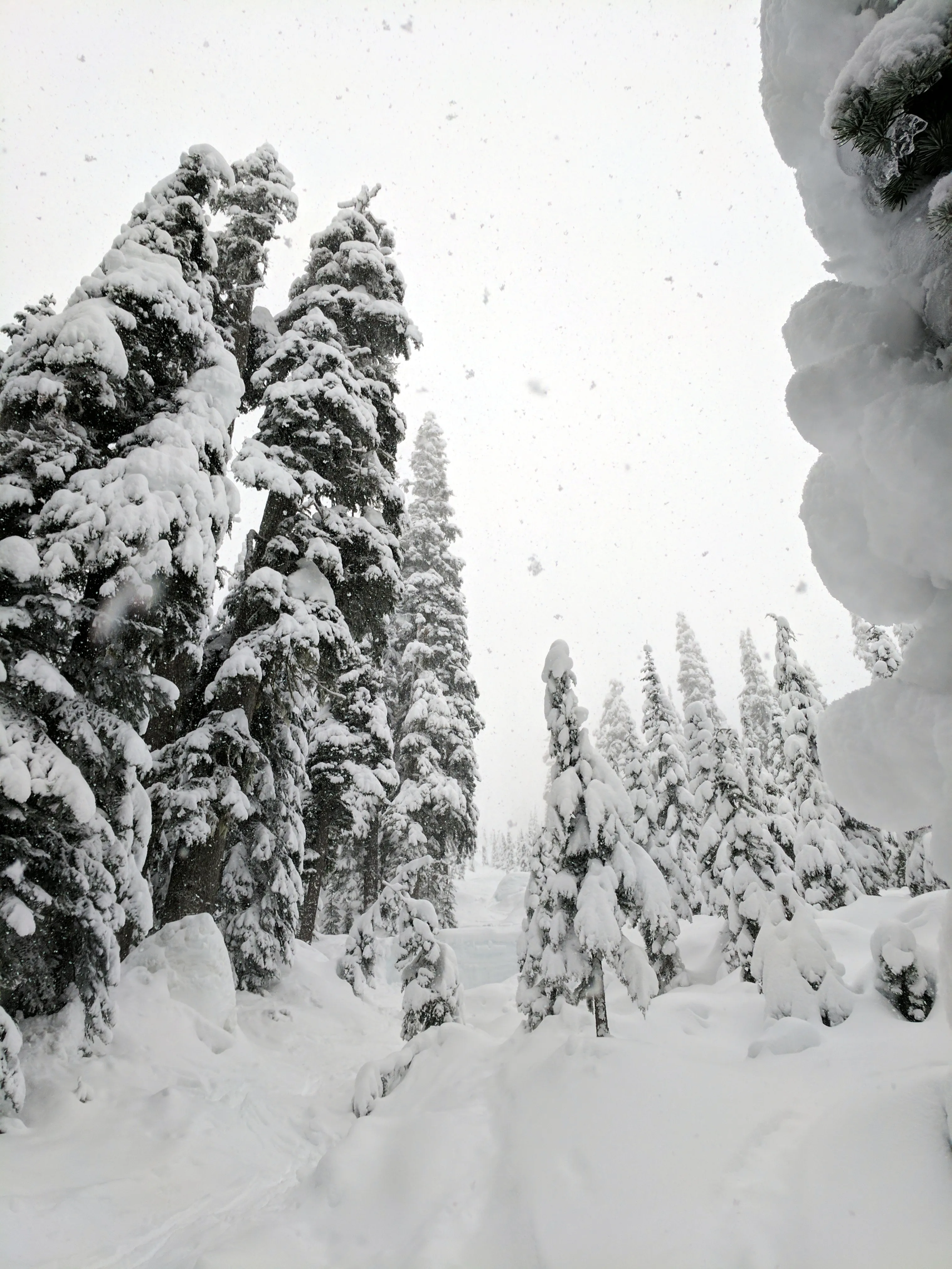 Ski or Snowshoe to Pineapple Pass