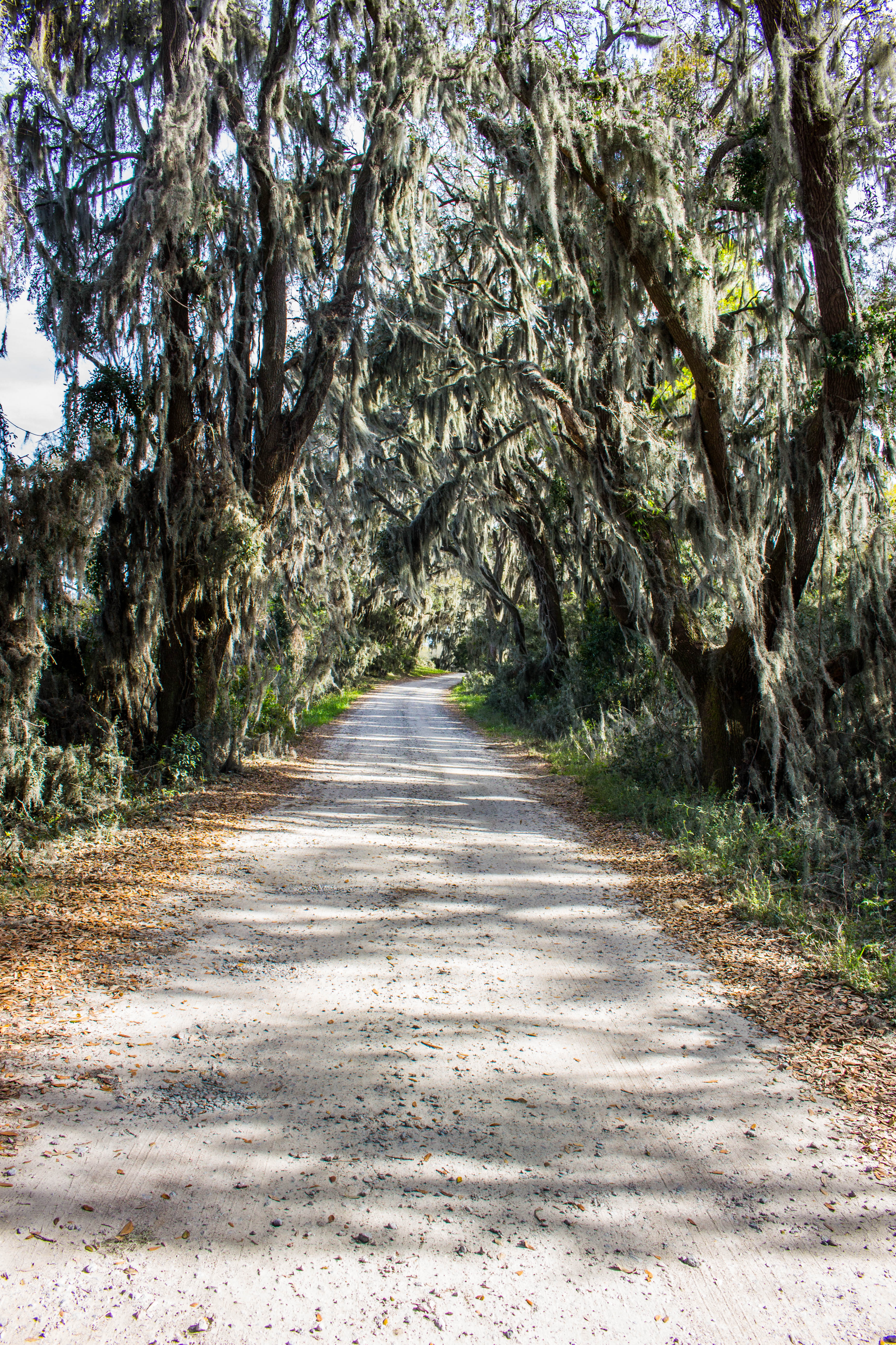 Photograph Wildlife Drive
