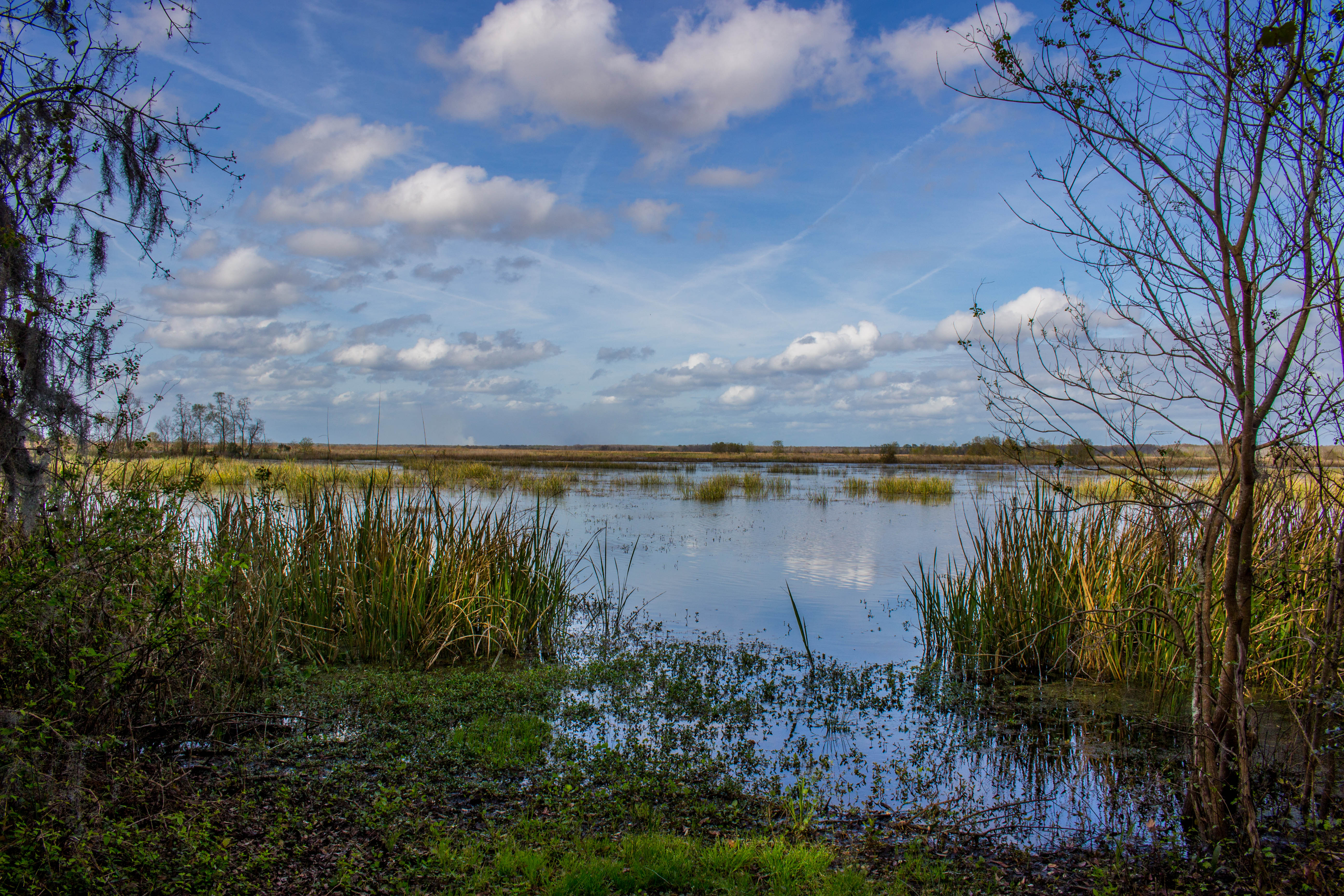 Photograph Wildlife Drive
