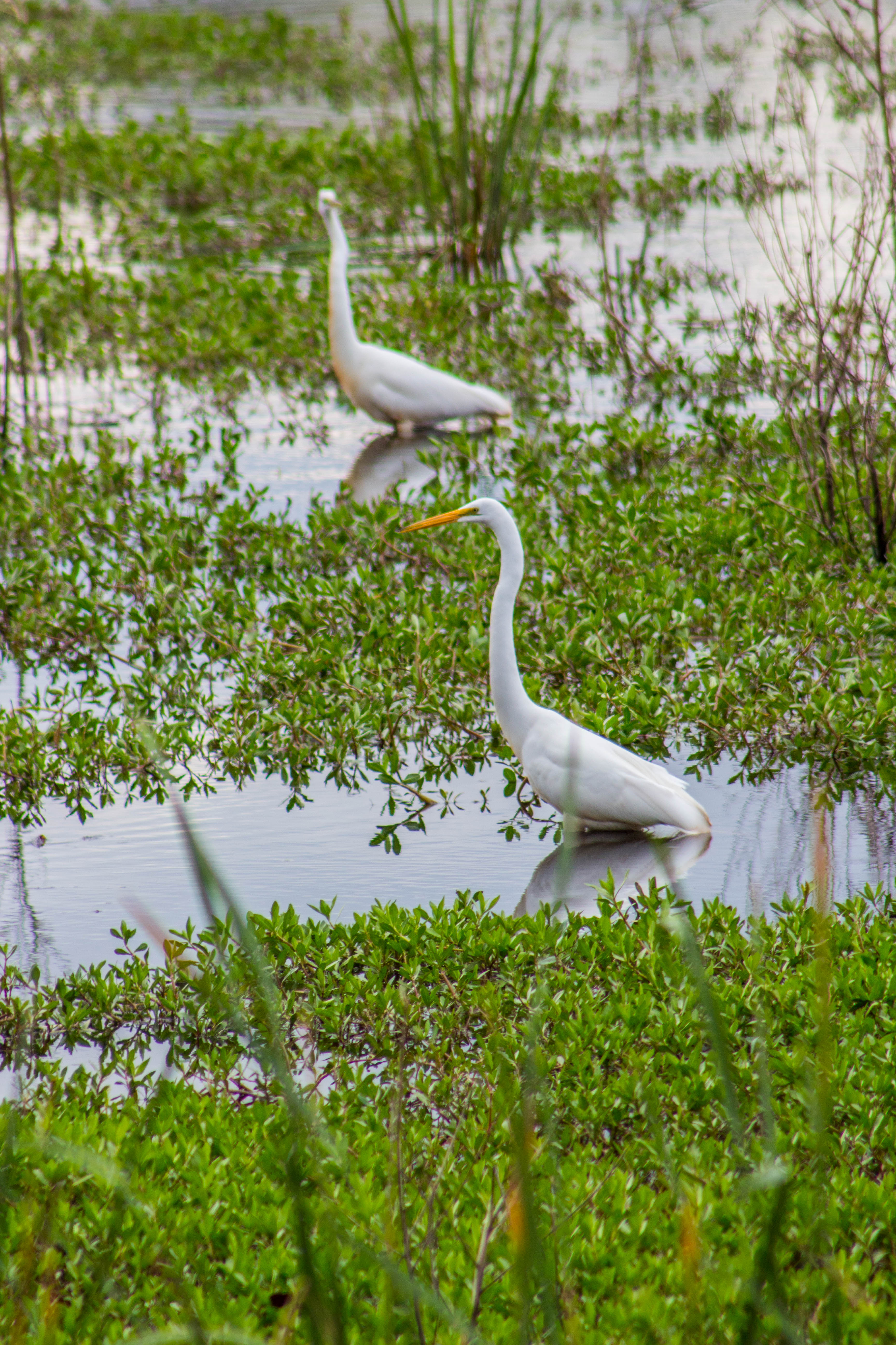 Photograph Wildlife Drive