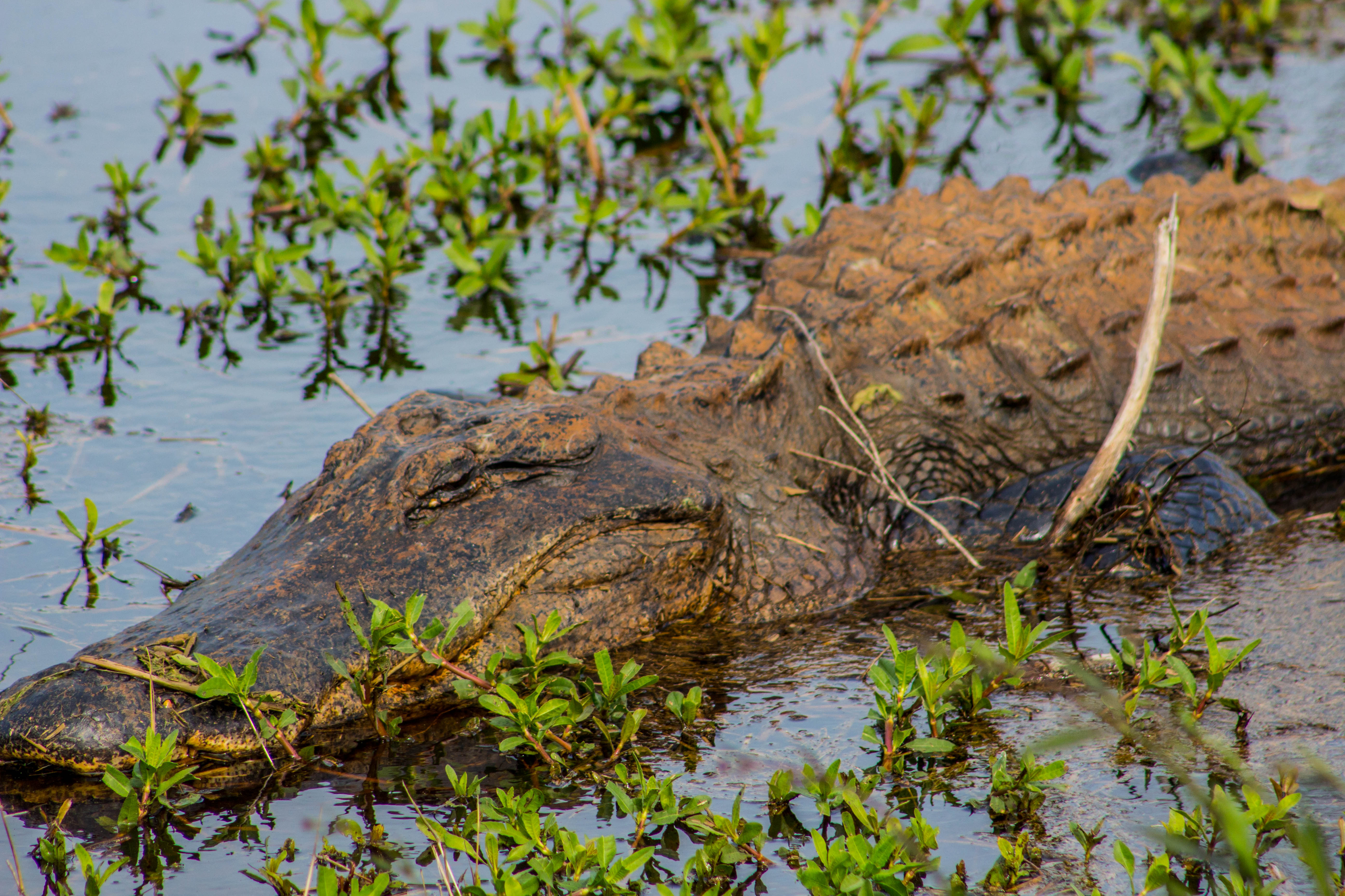 Photograph Wildlife Drive