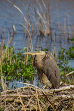 Photograph Wildlife Drive