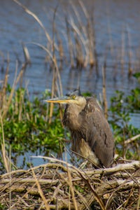 Photograph Wildlife Drive
