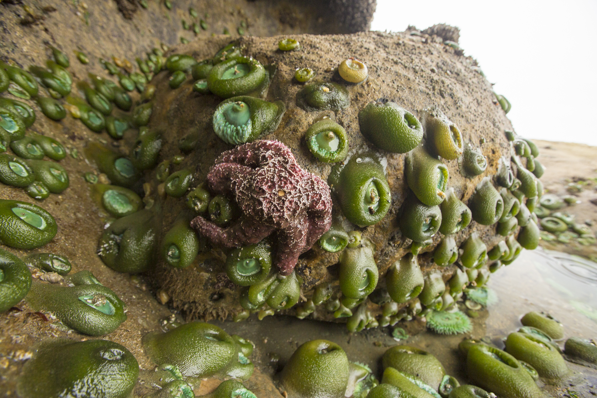 Tide Pools at Kalaloch Beach 4