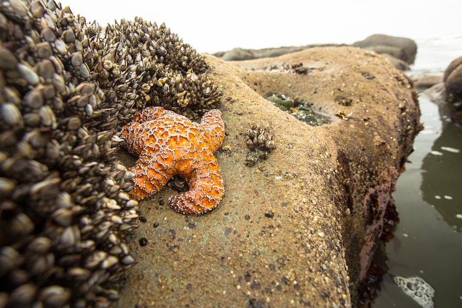 Explore Tide Pools at Kalaloch Beach 4, Kalaloch Beach 4