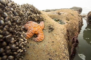 Explore Tide Pools at Kalaloch Beach 4