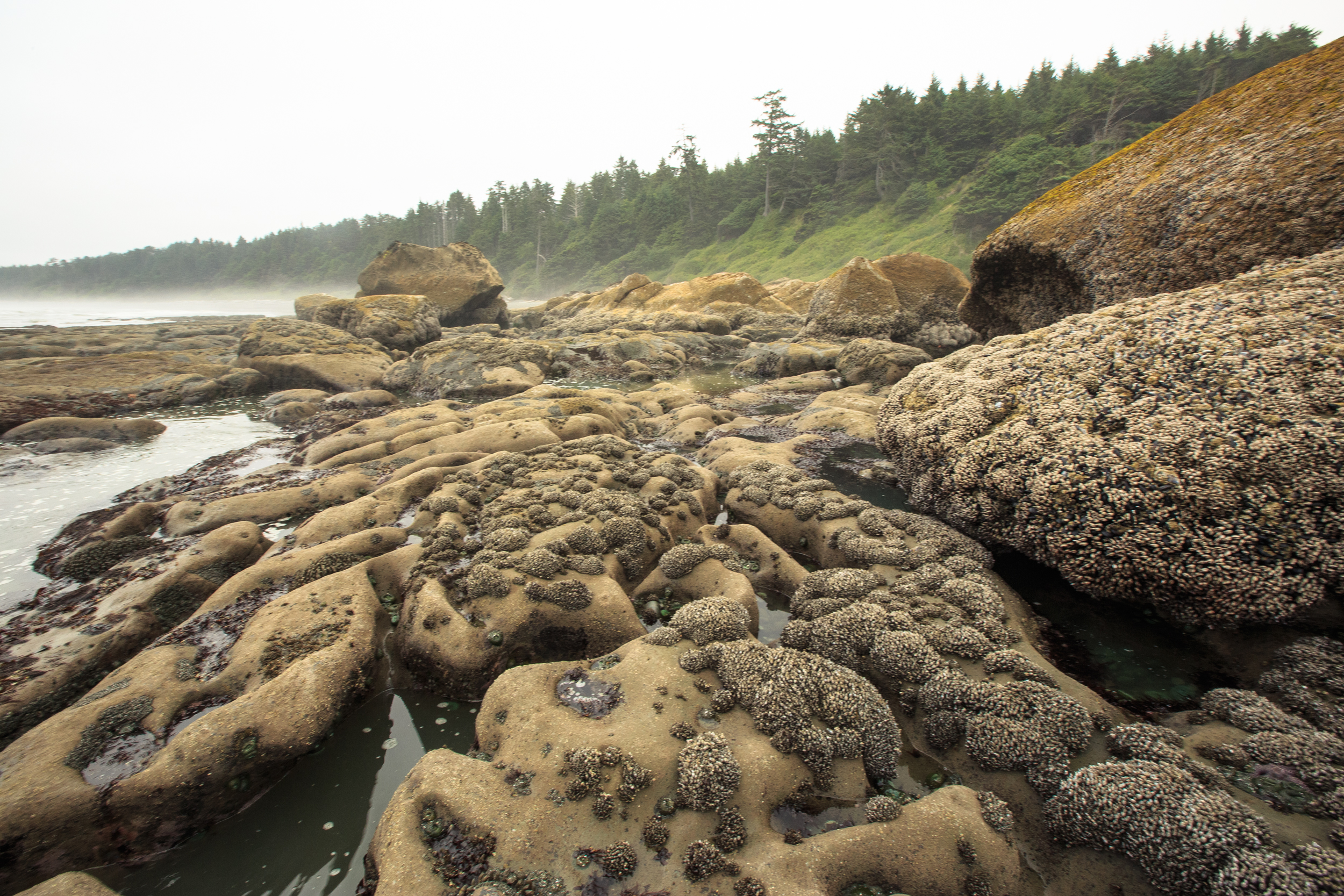 Tide Pools at Kalaloch Beach 4