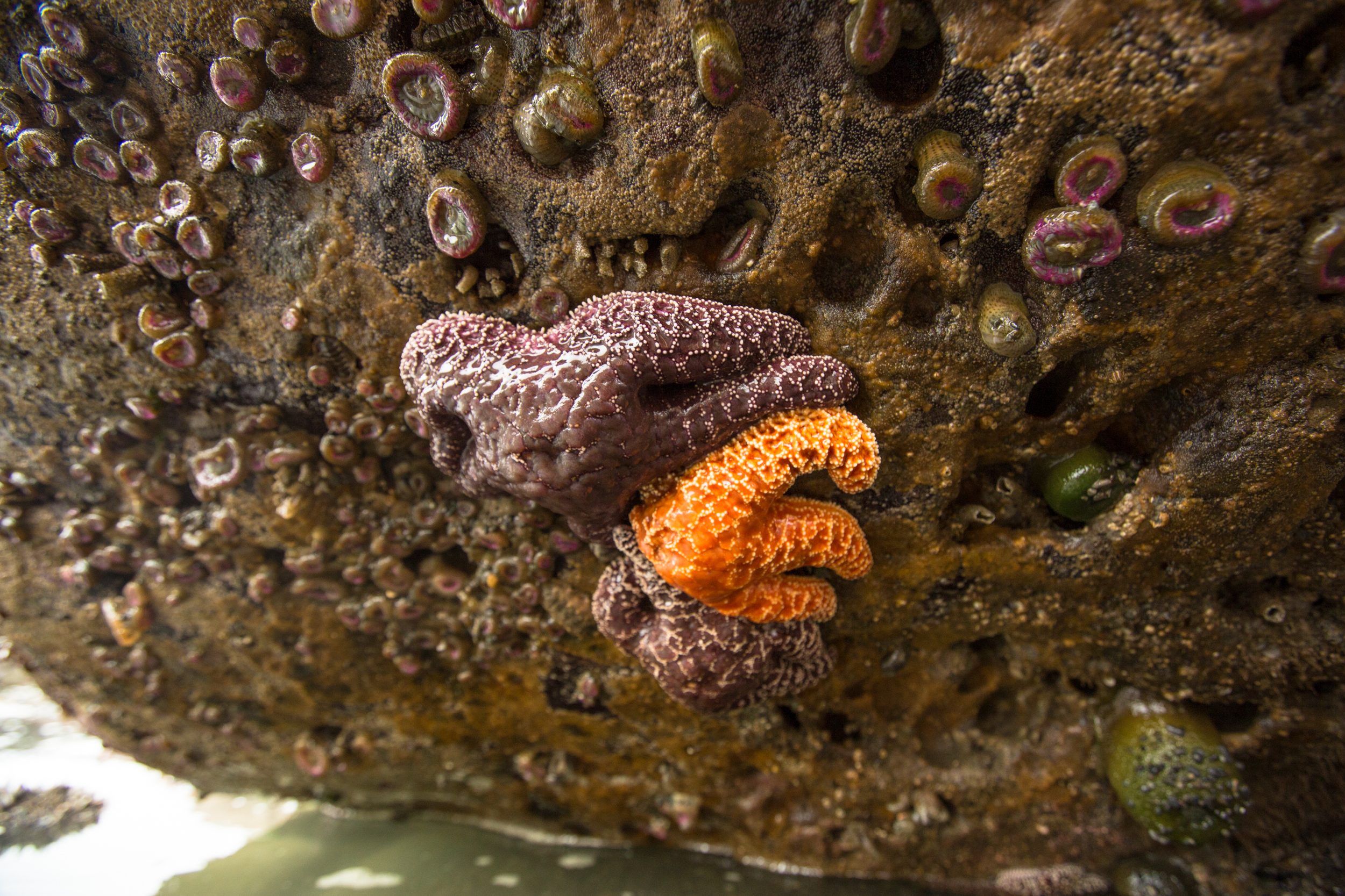 Tide Pools at Kalaloch Beach 4