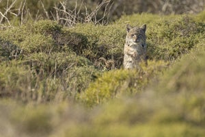 Looking For Wildlife at Point Reyes National Seashore