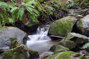 Hike Peters Creek and Long Ridge